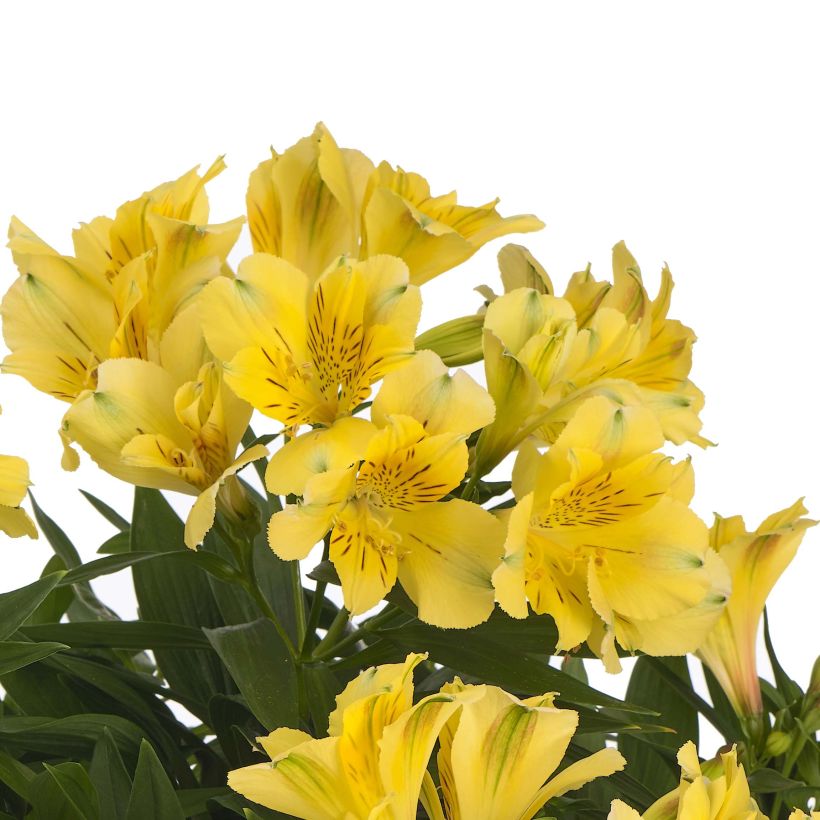 Alstroemeria Inticancha Sun Havana - Incalelie (Bloei)