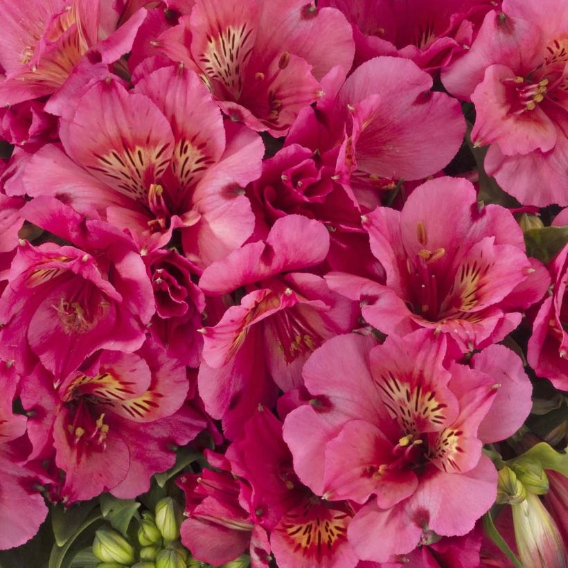 Alstroemeria Inticancha Sun Malaga - Incalelie (Bloei)