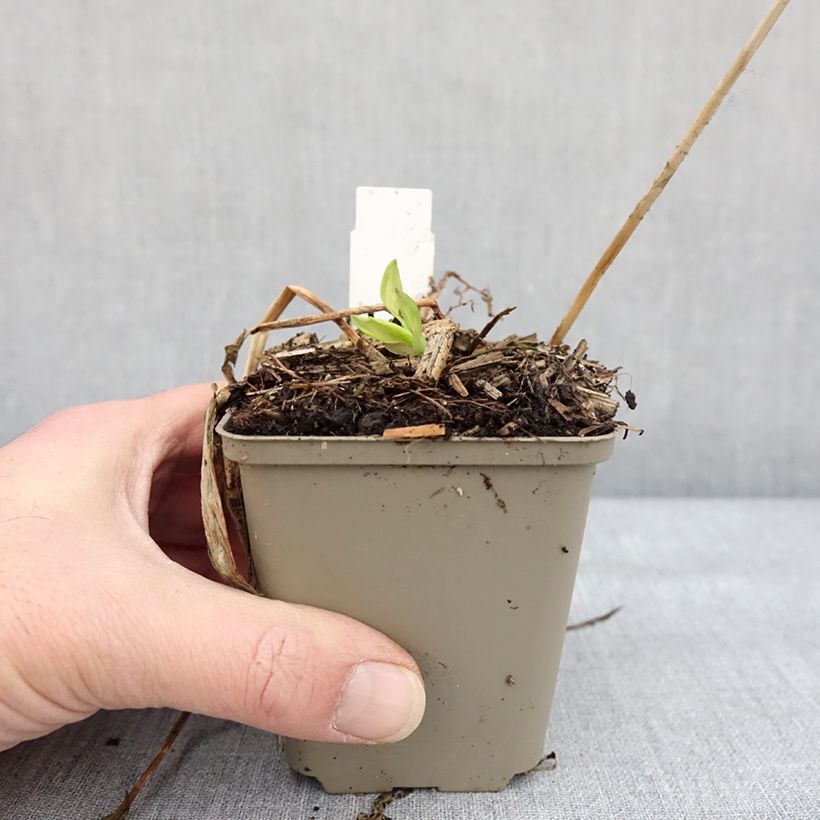Exemplaar van Alstroemeria Rock'n roll - Lis des Incas Godet de 8/9 cm zoals geleverd in de winter