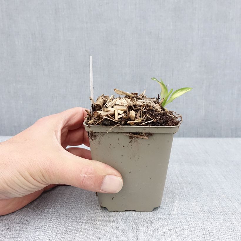 Exemplaar van Alstroemeria Rockn roll - Incalelie Kweekpotje van 8/9 cm zoals geleverd in de lente