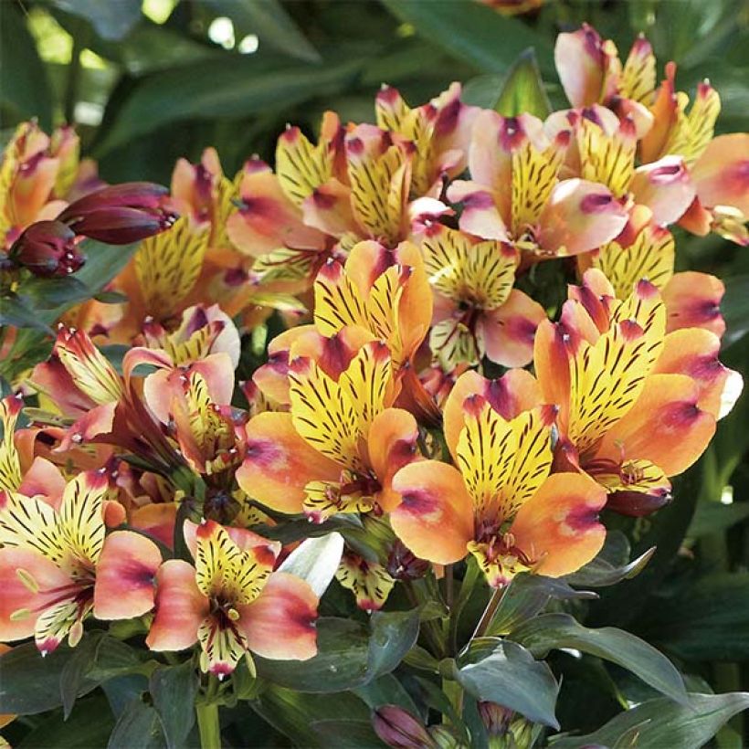 Alstroemeria Indian Summer - Incalelie (Flowering)