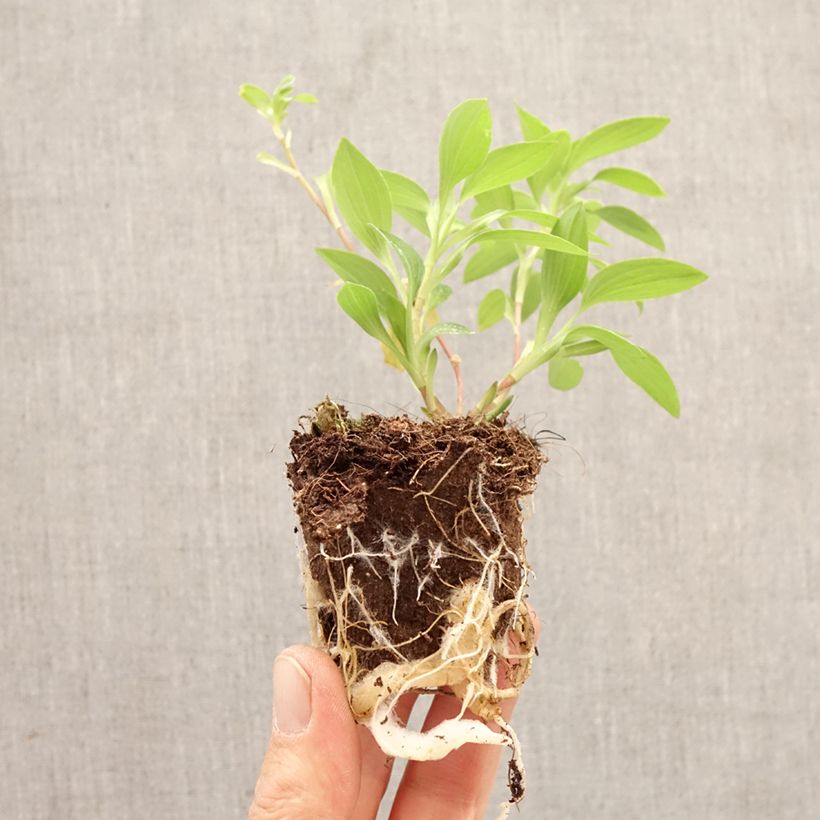 Exemplaar van Alstroemeria Summer Rose - Incalelie Wortelkluit van 4 cm x 4,5 cm zoals geleverd in de lente