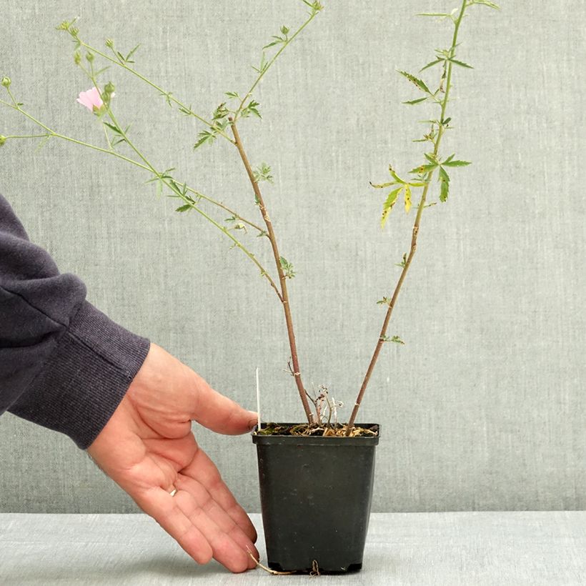 Exemplaar van Althaea cannabina - Guimauve faux-chanvre Godet de 8/9 cm zoals geleverd in de zomer