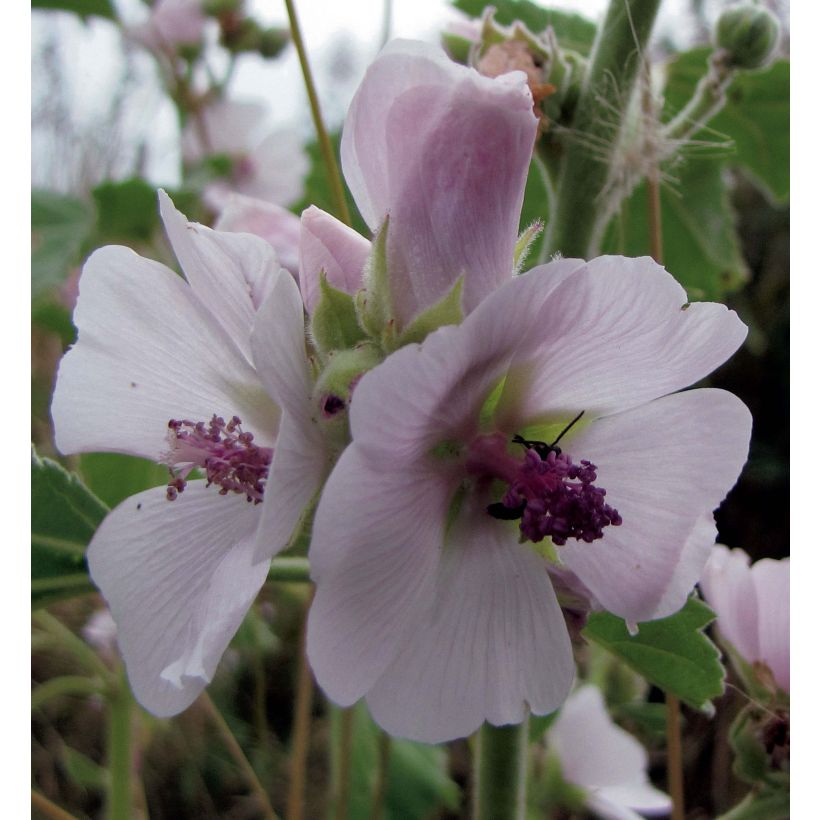 Althaea officinalis - Heemst (Flowering)