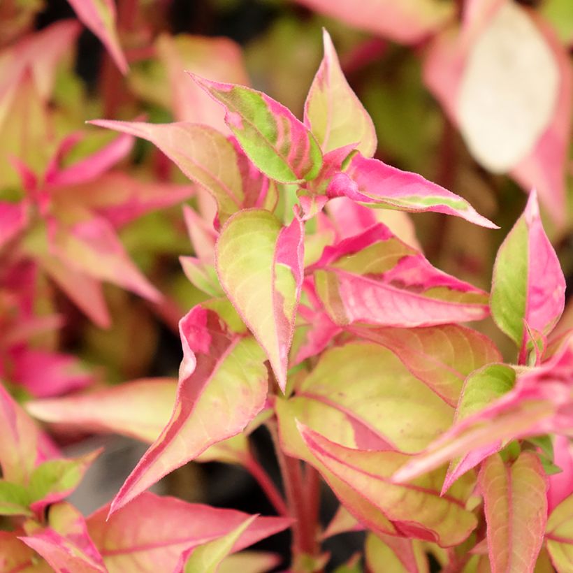 Alternanthera Party Time (Foliage)