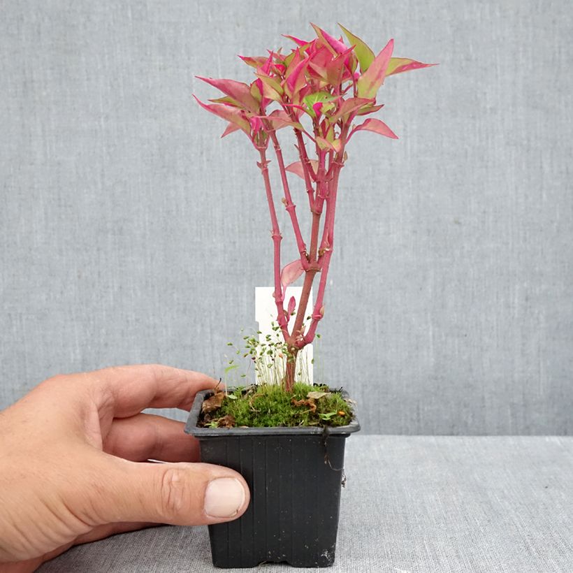 Exemplaar van Alternanthera Party Time Kweekpotje van 8/9 cm zoals geleverd in de herfst