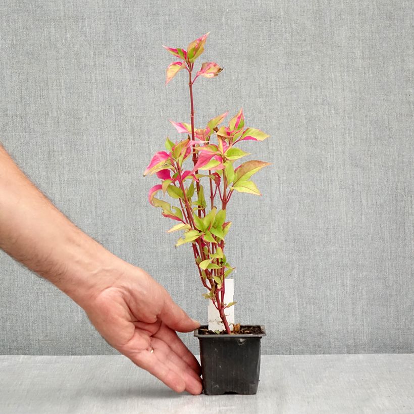 Exemplaar van Alternanthera Party Time Kweekpotje van 8/9 cm zoals geleverd in de zomer