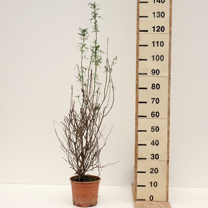 Example of Alyogyne cuneiformis - Hibiscus d'Australie Pot van 3 l/4 l as you get in hiver