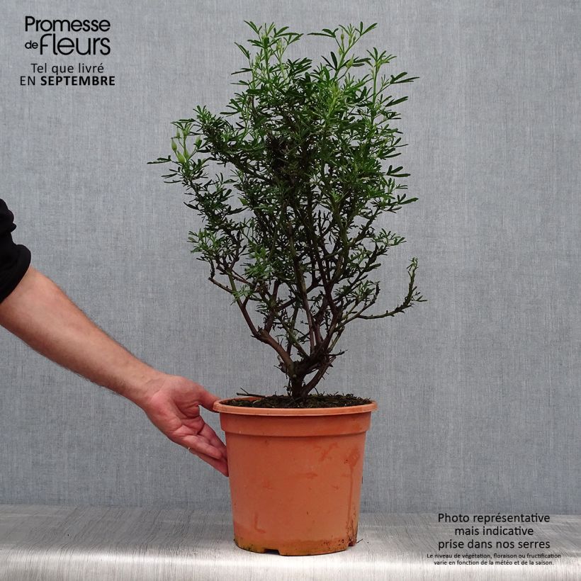 Exemplaar van Alyogyne Delightfully - Australische hibiscus Pot van 4 l/5 l zoals geleverd in de herfst
