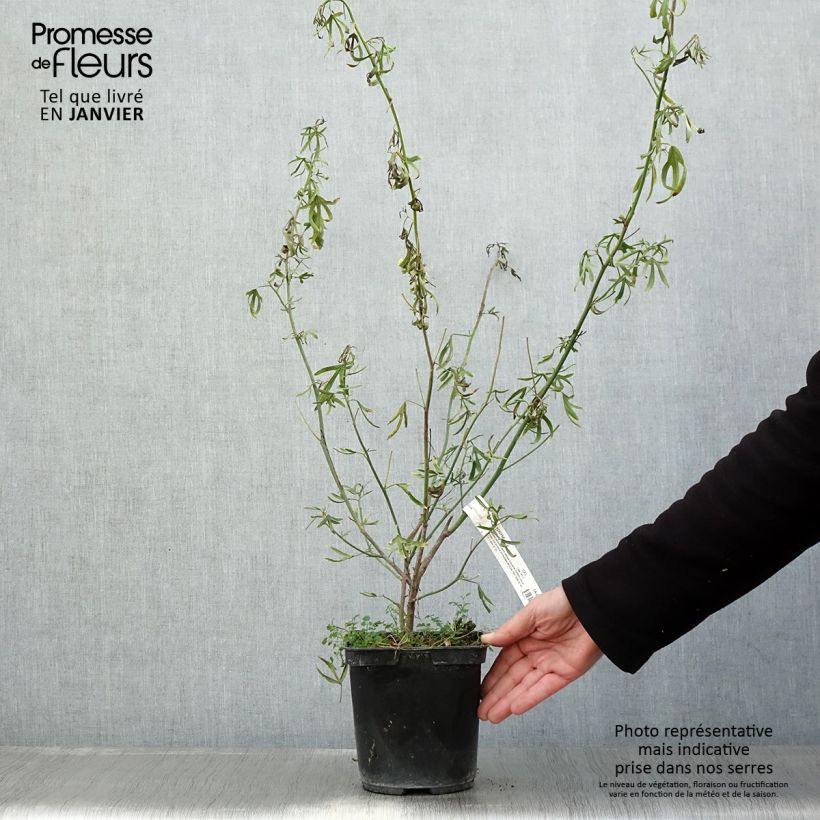 Example of Alyogyne Delightfully - Hibiscus bleu d'Australie Pot van 4 l/5 l as you get in hiver