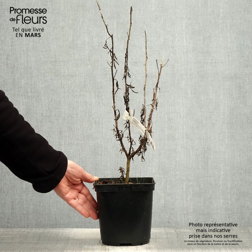 Exemplaar van Alyogyne Delightfully - Australische hibiscus Pot van 4 l/5 l zoals geleverd in de lente