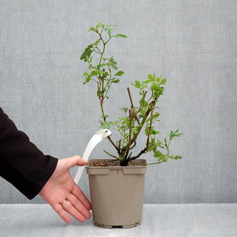 Example of Alyogyne huegelii - Hibiscus bleu d'Australie Pot van 3 l/4 l as you get in automne