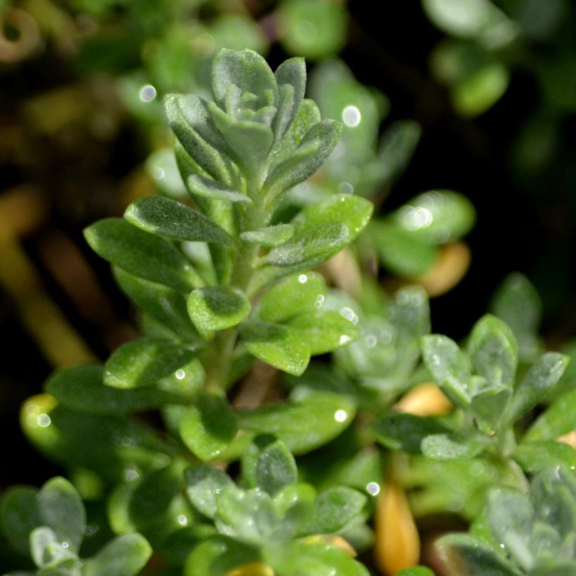 Alyssum montanum Berggold - Schildzaad (Foliage)