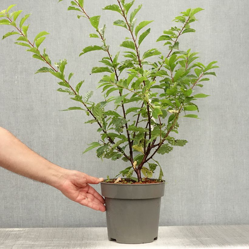 Exemplaar van Prunus triloba - Amandelboompje Pot van 2 l/3 l zoals geleverd in de zomer