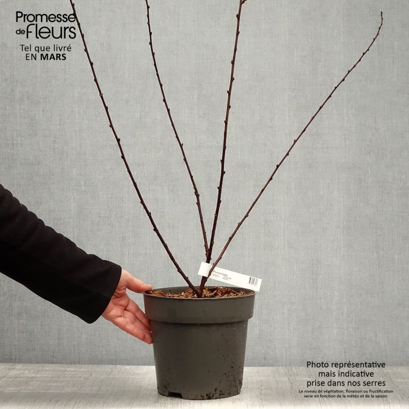 Exemplaar van Prunus triloba - Amandelboompje Pot van 2 l/3 l zoals geleverd in de lente