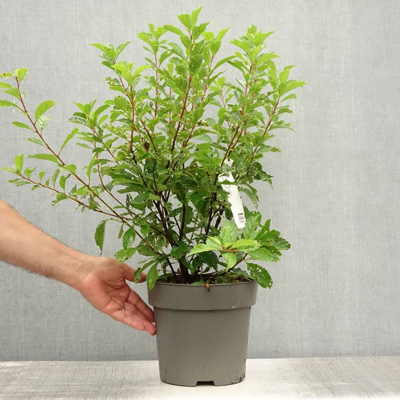 Exemplaar van Prunus triloba - Amandelboompje Pot van 4 l/5 l zoals geleverd in de zomer