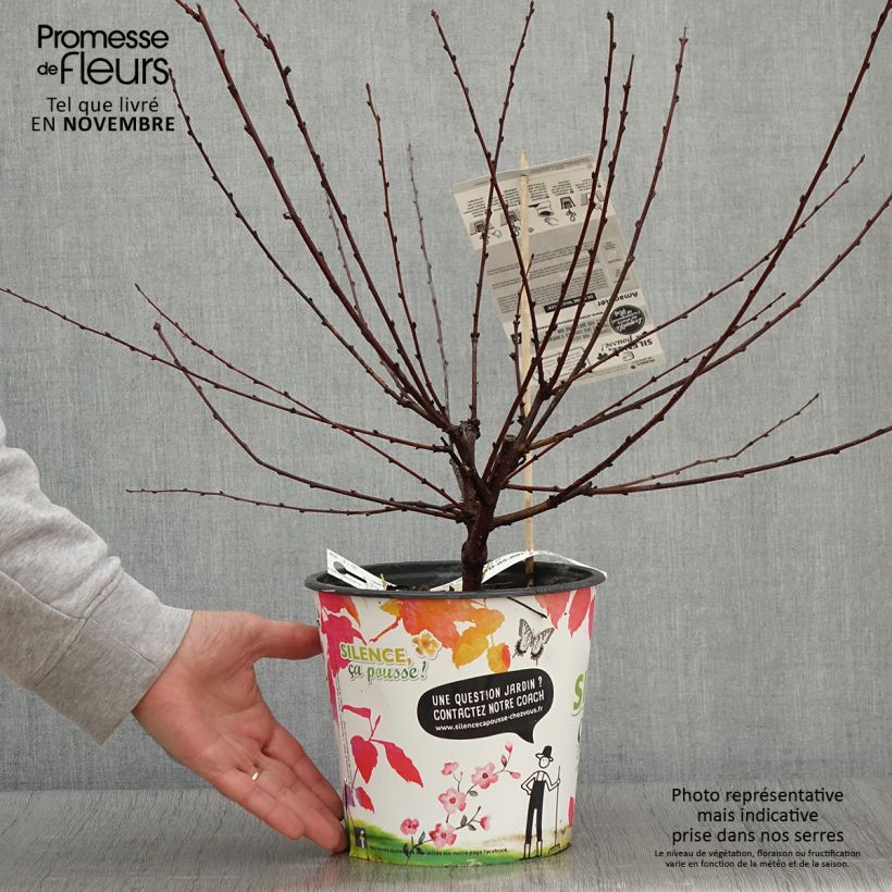 Exemplaar van Prunus triloba Multiplex - Amandelboompje Pot van 4 l/5 l zoals geleverd in de herfst