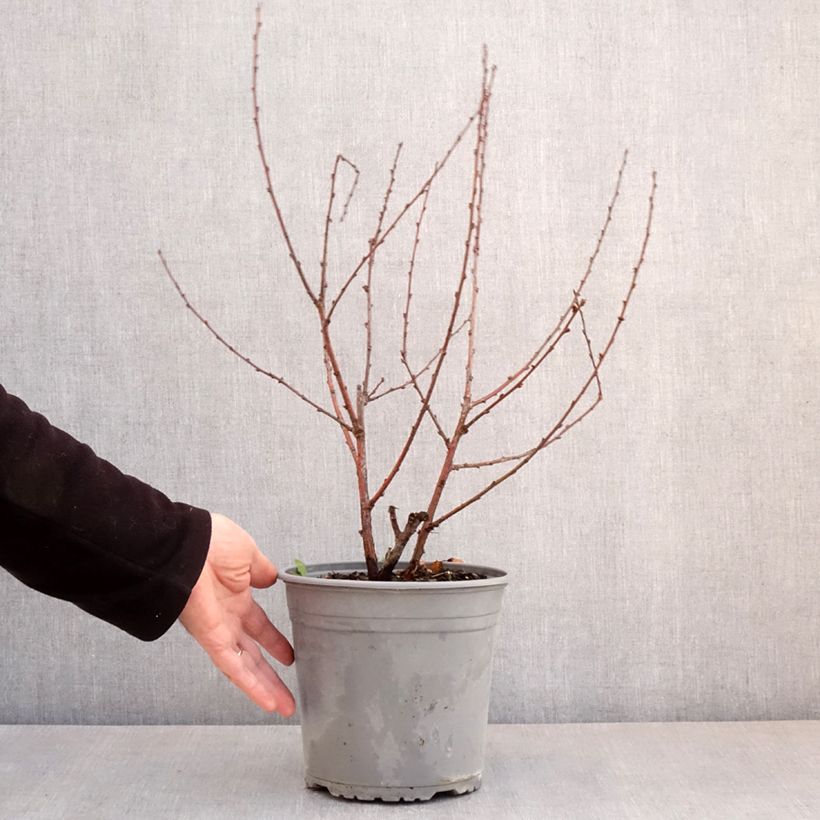 Exemplaar van Prunus triloba Multiplex - Amandelboompje Pot van 4 l/5 l zoals geleverd in de lente