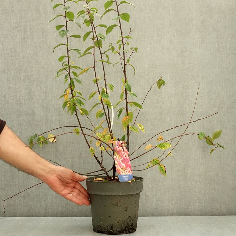 Exemplaar van Prunus triloba Rosenmund - Amandelboompje Pot van 4 l/5 l zoals geleverd in de herfst