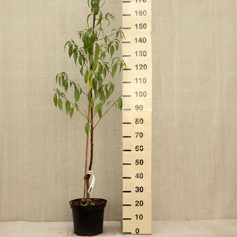 Exemplaar van Amandelboom - Prunus dulcis Pot van 4 l/5 l, Struik zoals geleverd in de herfst