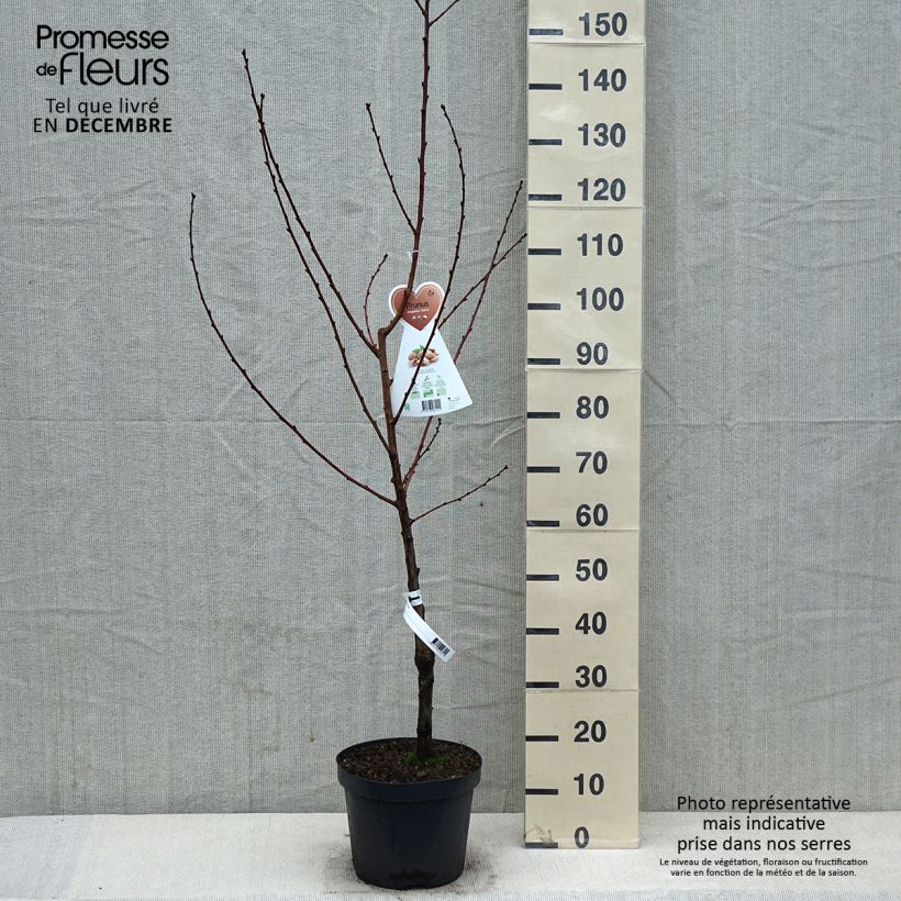 Exemplaar van Amandelboom - Prunus dulcis Pot van 4 l/5 l, Struik zoals geleverd in de winter