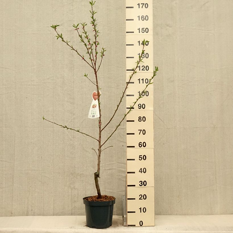Exemplaar van Amandelboom - Prunus dulcis Pot van 4 l/5 l, Struik zoals geleverd in de lente