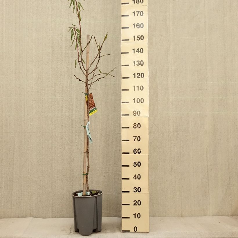 Exemplaar van Amandelboom - Prunus dulcis Pot van 7,5 l/10 l, Half-hoge stam zoals geleverd in de herfst