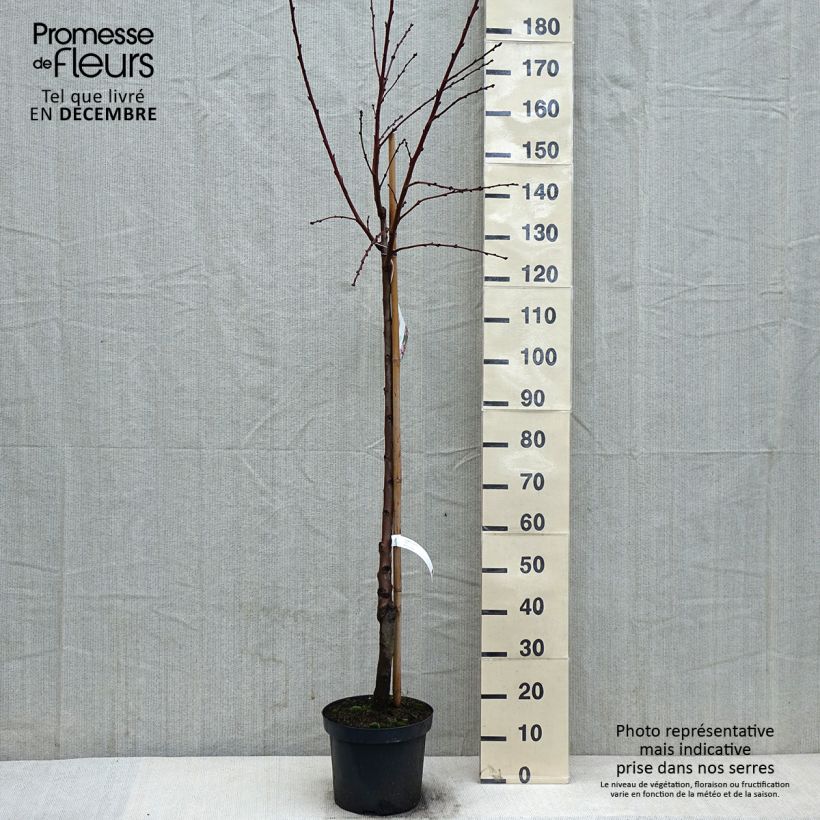 Exemplaar van Amandelboom - Prunus dulcis Pot van 7,5 l/10 l, Half-hoge stam zoals geleverd in de winter