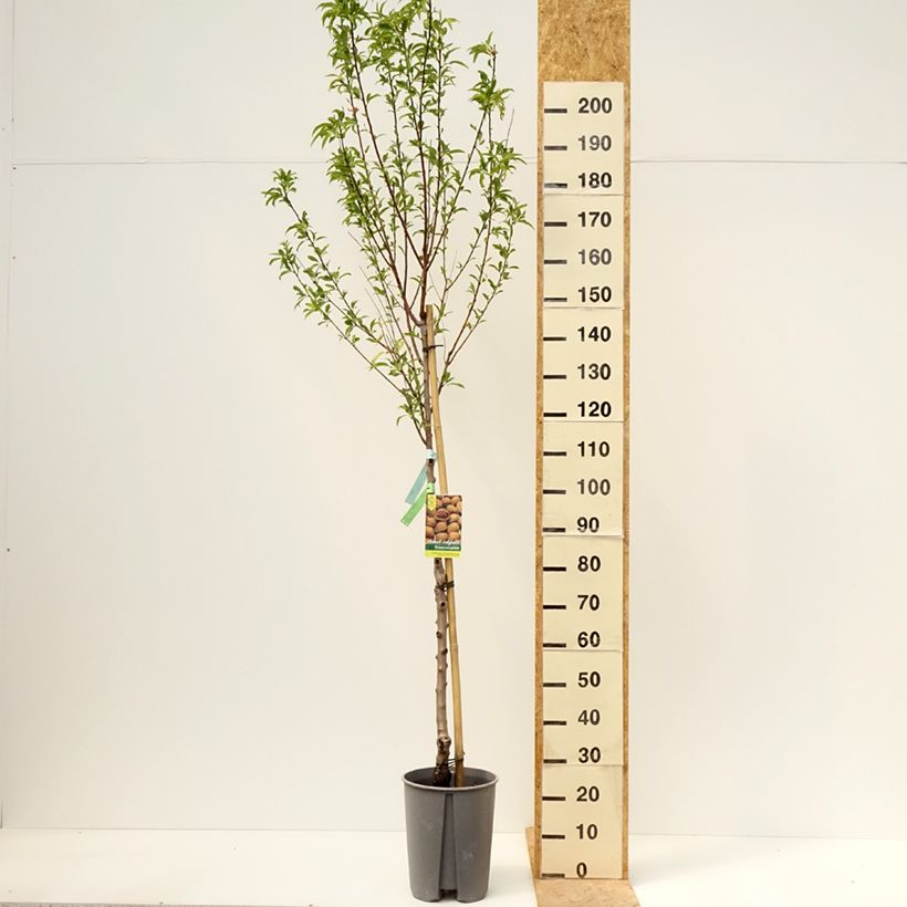 Exemplaar van Amandelboom - Prunus dulcis Pot van 7,5 l/10 l, Half-hoge stam zoals geleverd in de lente