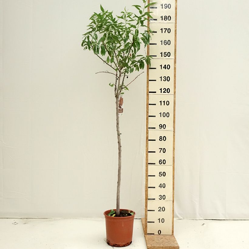 Exemplaar van Amandelboom Desmayo Largueta Pot van 7,5 l/10 l, Half-hoge stam zoals geleverd in de zomer