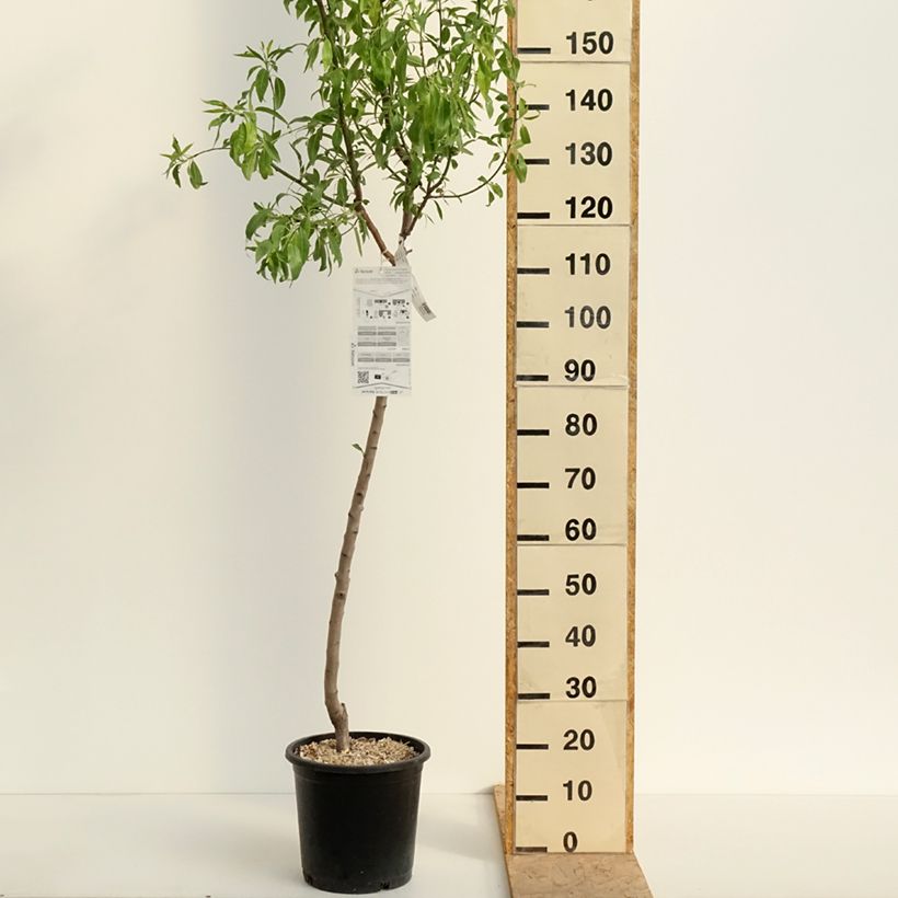 Exemplaar van Amandelboom Ferragnes Pot van 7,5 l/10 l, Kelkvormig zoals geleverd in de lente