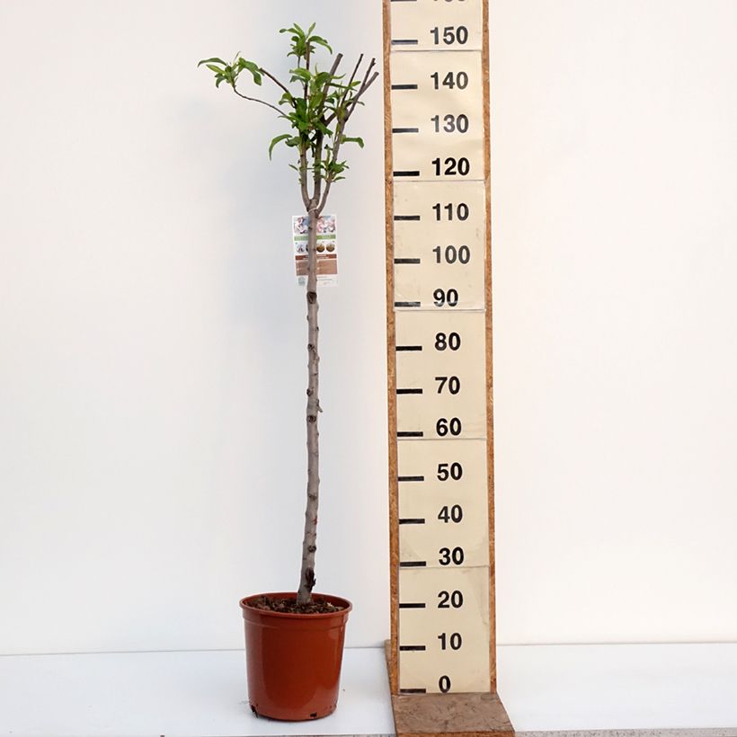 Exemplaar van Amandelboom Lauranne (autofertiel) Pot van 7,5 l/10 l, Half-hoge stam zoals geleverd in de winter