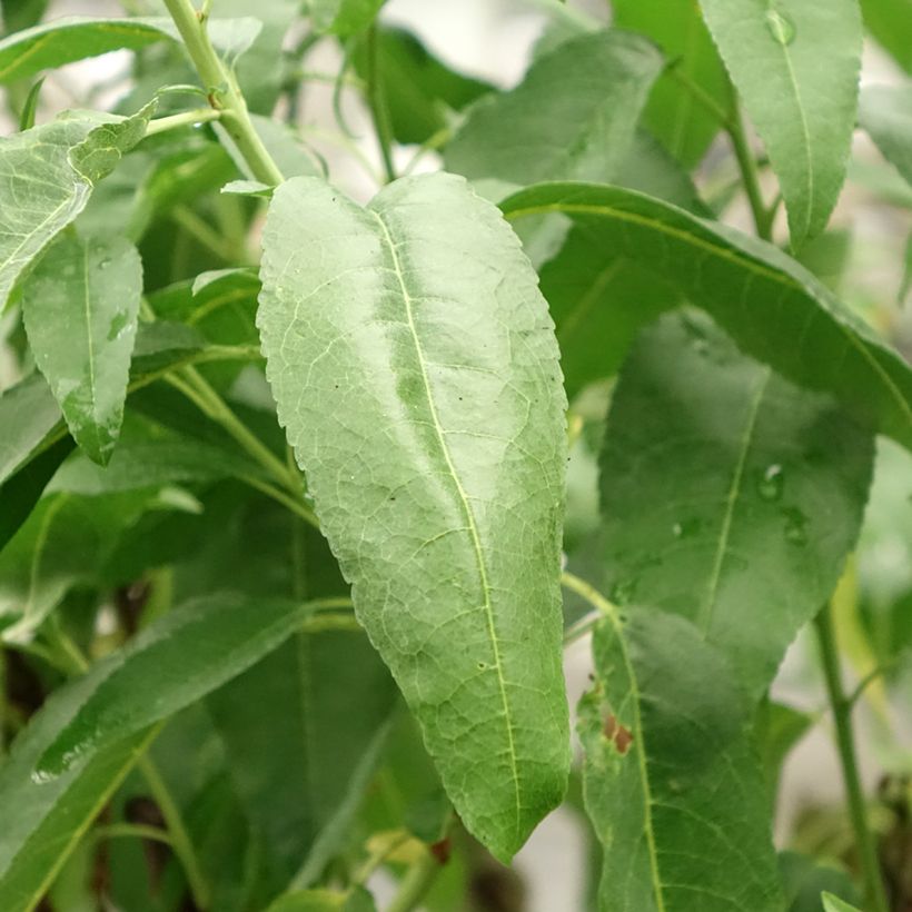 Amandelboom Marcona (Blad)