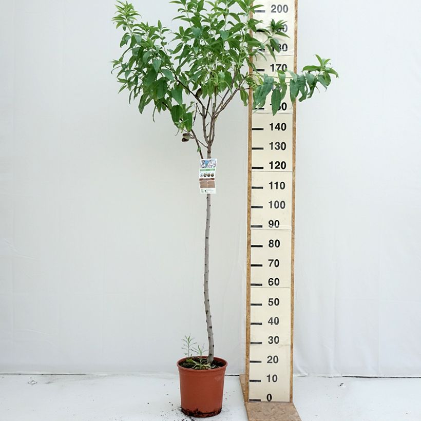 Exemplaar van Amandelboom Marcona Pot van 7,5 l/10 l, Half-hoge stam zoals geleverd in de zomer