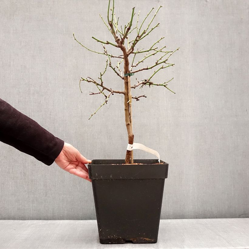 Exemplaar van Dwergamandelboom Fruit Me Almond Me (autofertiel) Pot van 12 l/15 l, Dwerg zoals geleverd in de winter