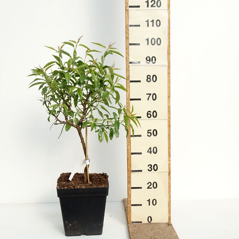 Exemplaar van Dwergamandelboom Fruit Me Almond Me (autofertiel) Pot van 12 l/15 l, Dwerg zoals geleverd in de lente