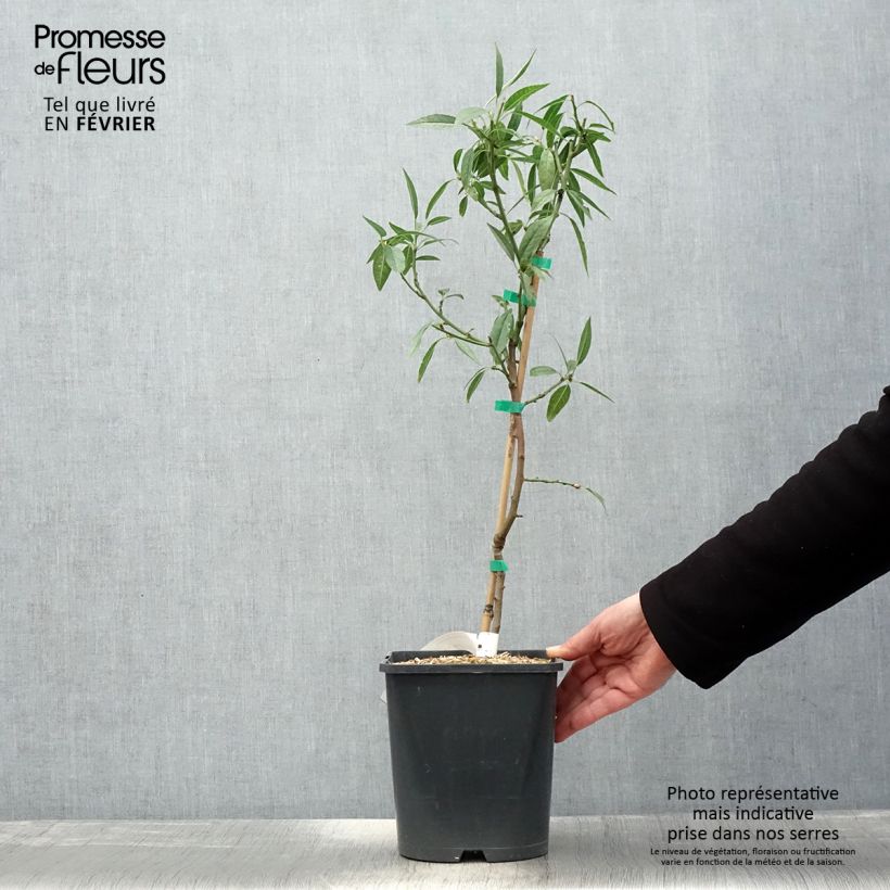 Exemplaar van Dwergamandelboom Fruit Me Almond Me (autofertiel) Pot van 4 l/5 l, Dwerg zoals geleverd in de winter