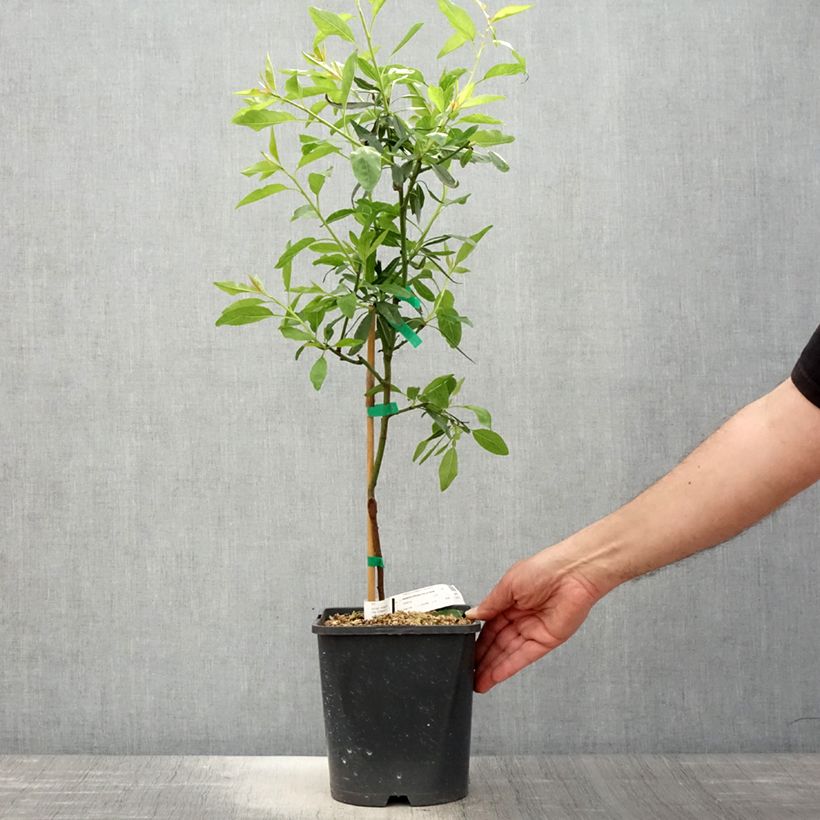 Exemplaar van Dwergamandelboom Fruit Me Almond Me (autofertiel) Pot van 4 l/5 l, Dwerg zoals geleverd in de lente