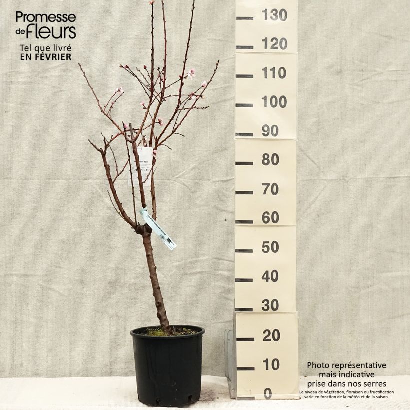 Exemplaar van Dwergamandel Garden Prince Pot van 6 l/7 l, Kwartstam zoals geleverd in de winter