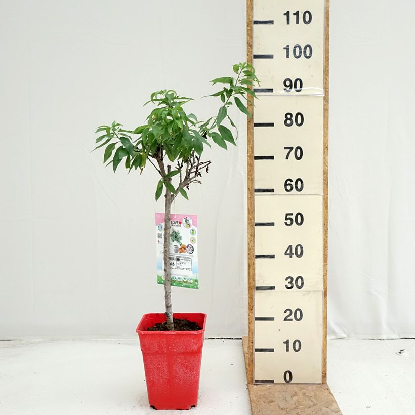 Exemplaar van Dwergamandel Garden Prince Pot van 6 l/7 l, Kwartstam zoals geleverd in de zomer