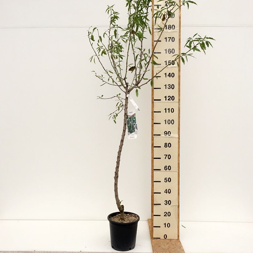 Exemplaar van Amandelboom Princesse Pot van 7,5 l/10 l, Kelkvormig zoals geleverd in de zomer