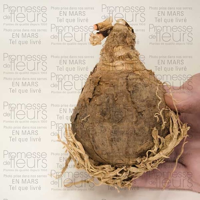 Voorbeeld van een exemplaar van Amarcrinum Howardii Bulbe calibre 20+ zoals geleverd