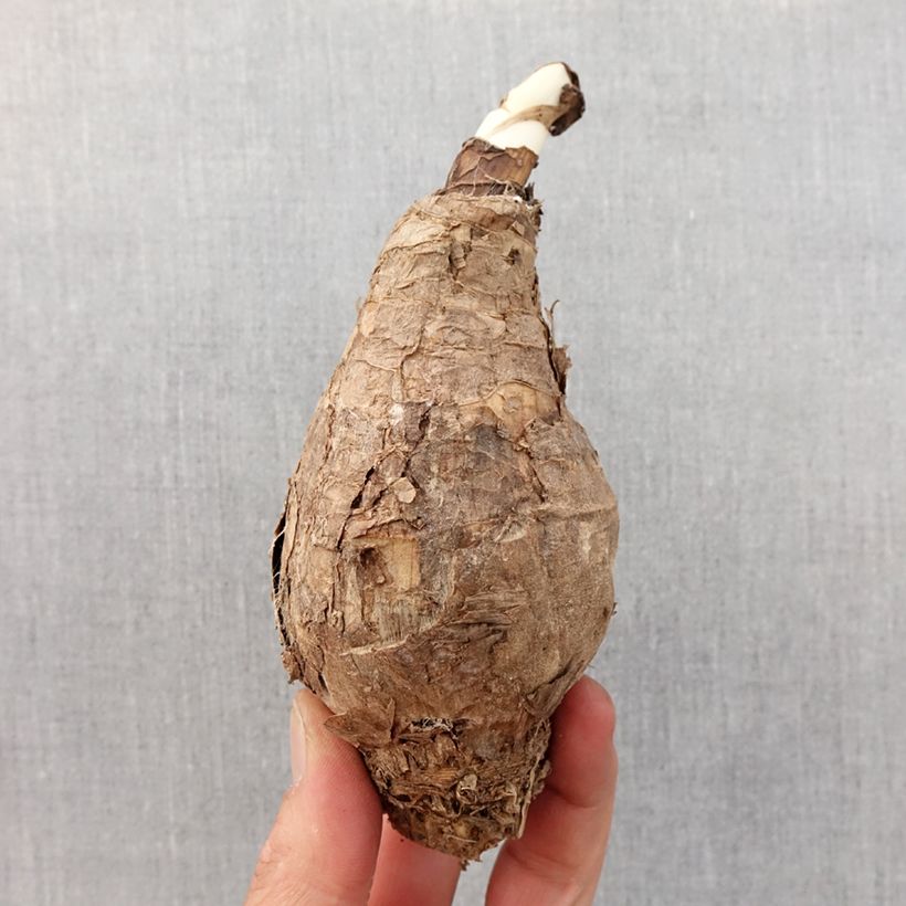 Example of Amarcrinum Howardii Bol Kaliber/Größe 20+ as you get in printemps