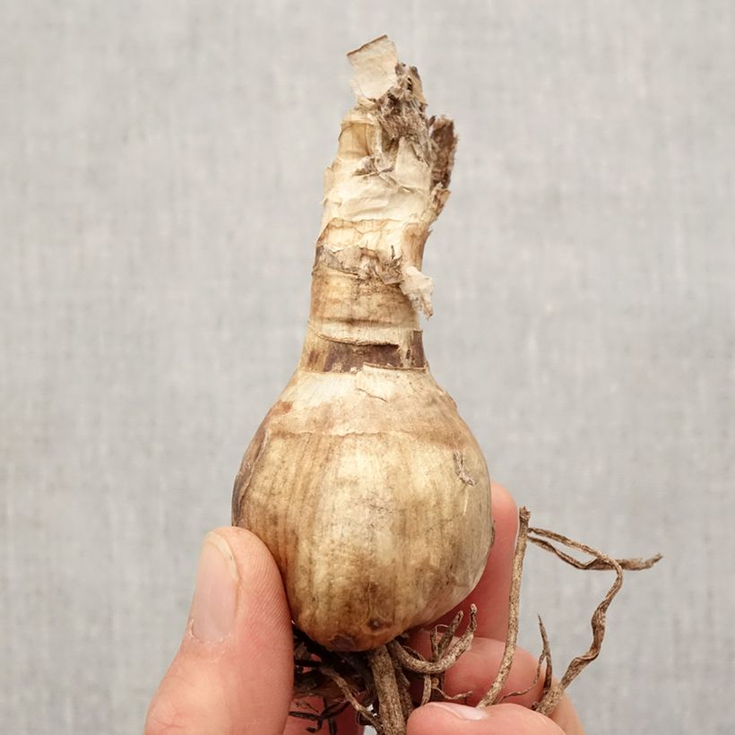 Example of Amarine belladiva Anastasia - Nérine hybride Bol Kaliber/Größe 16+ as you get in printemps