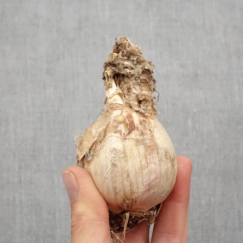 Example of Amarine belladiva Aphrodite - Nérine hybride Bol Kaliber/Größe 16+ as you get in printemps