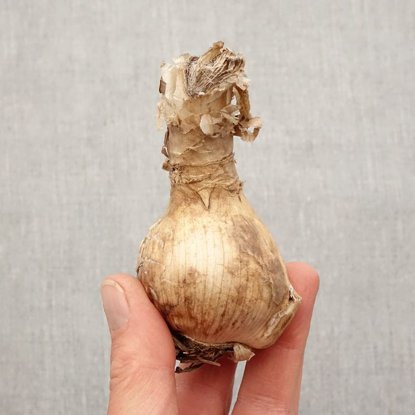 Example of Amarine belladiva Emanuelle - Nérine hybride Bol Kaliber/Größe 16+ as you get in printemps