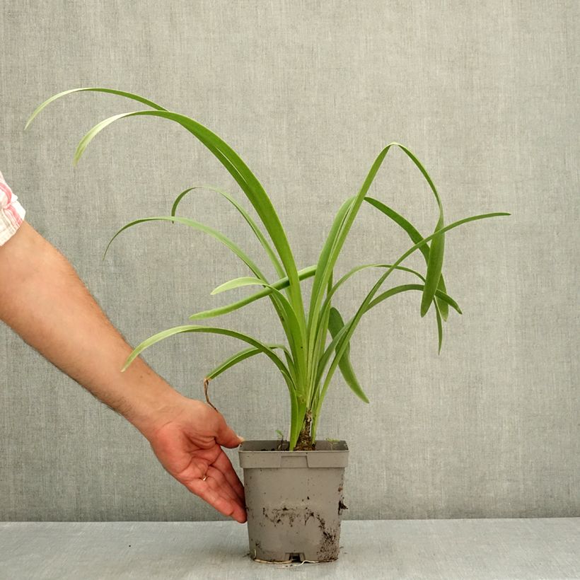Exemplaar van Amarine belladiva Emanuelle Pot van 2 l/3 l kaliber 12/14 zoals geleverd in de zomer