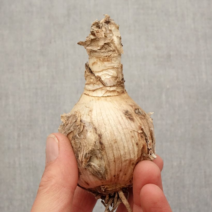 Example of Amarine belladiva Tomoko Bol size 16+ as you get in printemps