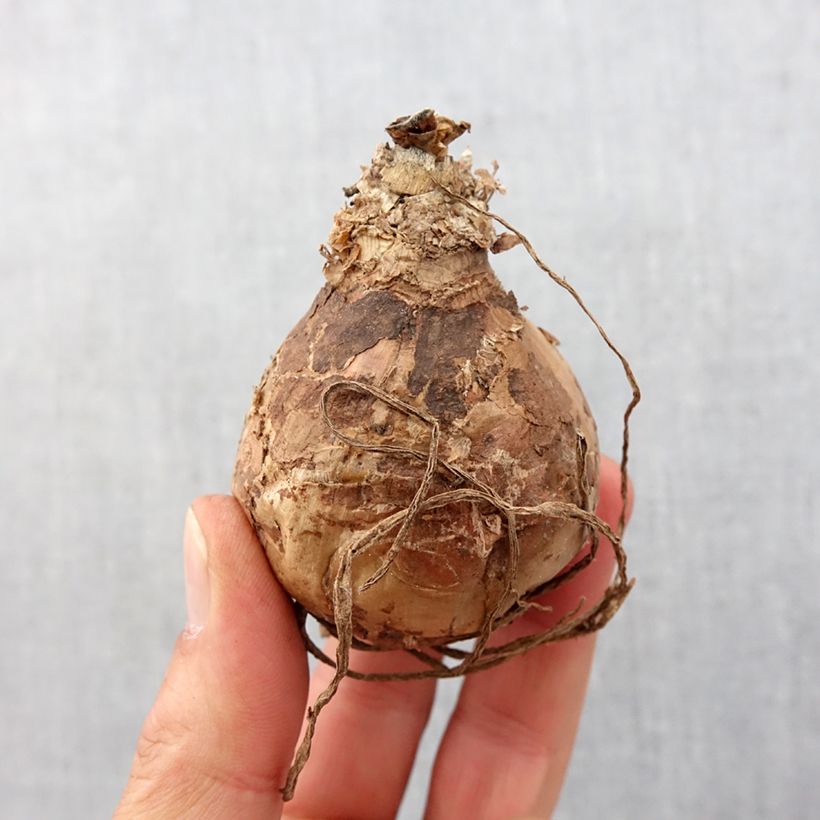 Example of Amaryllis belladonna - Lis belladonne Bol size 20+ as you get in printemps