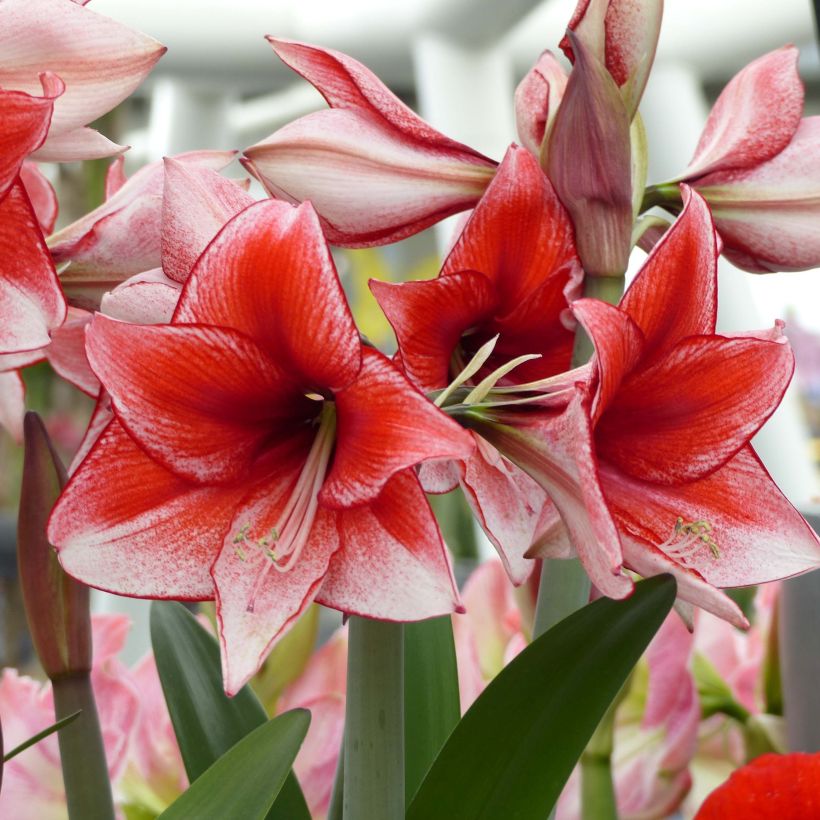 Amaryllis Charisma - Hippeastrum (Flowering)